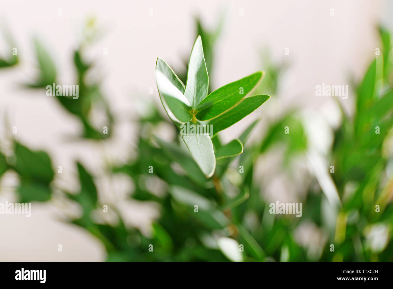 Green eucalyptus branch, closeup Stock Photo