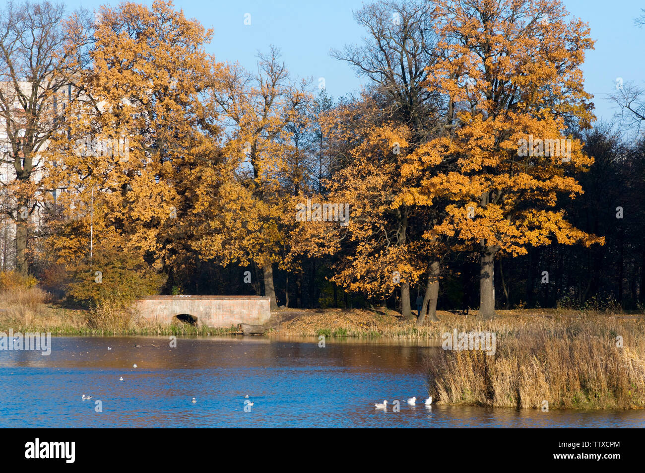 High resolution image. Autumn forest on the bank of lake Stock Photo ...