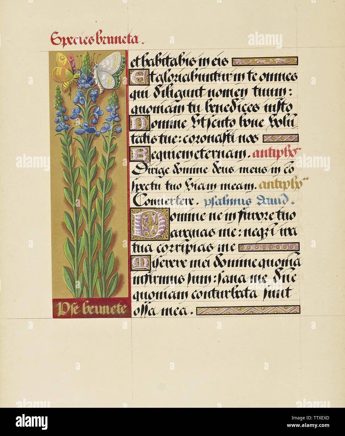 Manuscript booknuscript book Stock Photo - Alamy