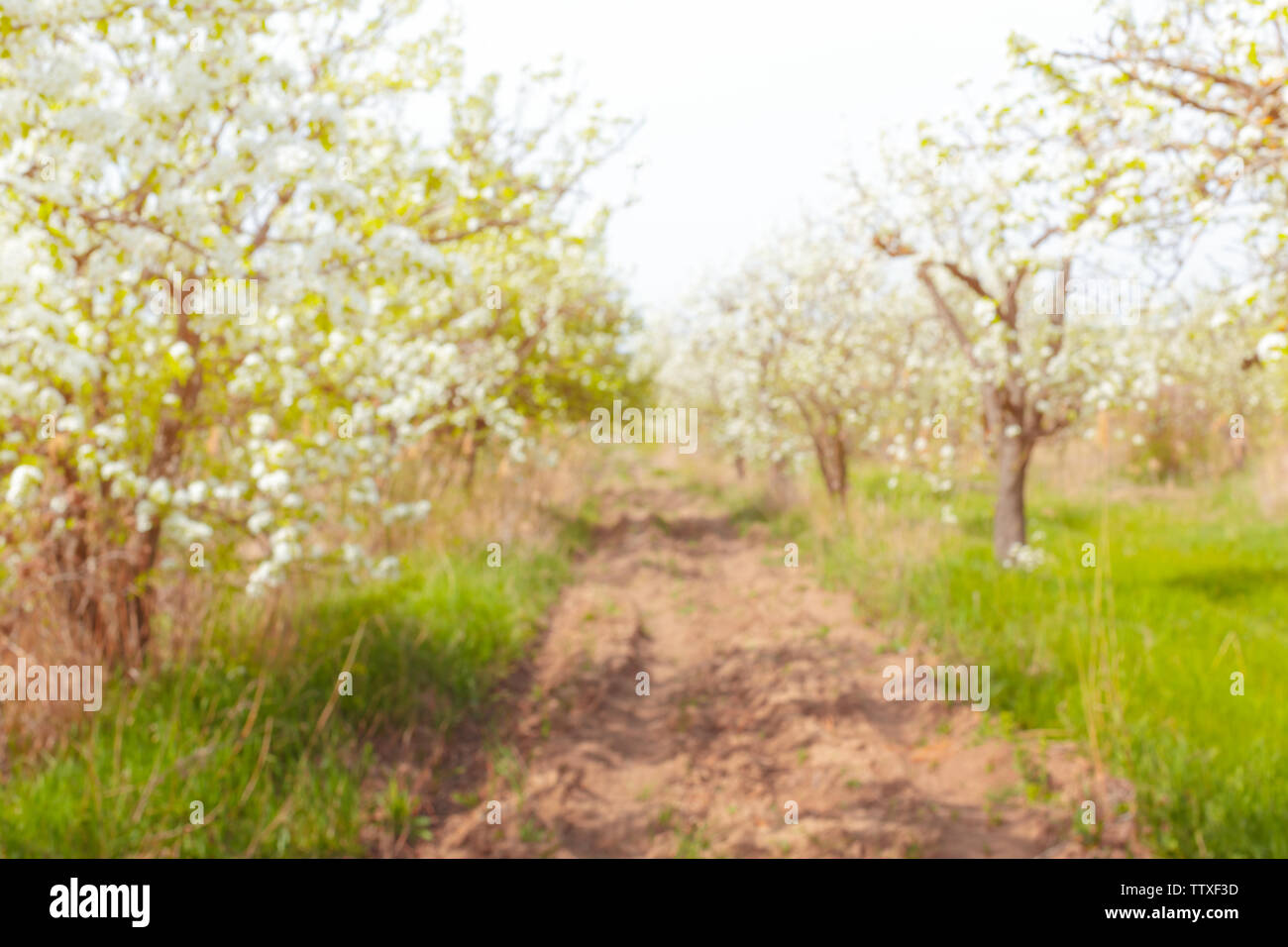 Cherry blossoms over blurred nature background Stock Photo - Alamy