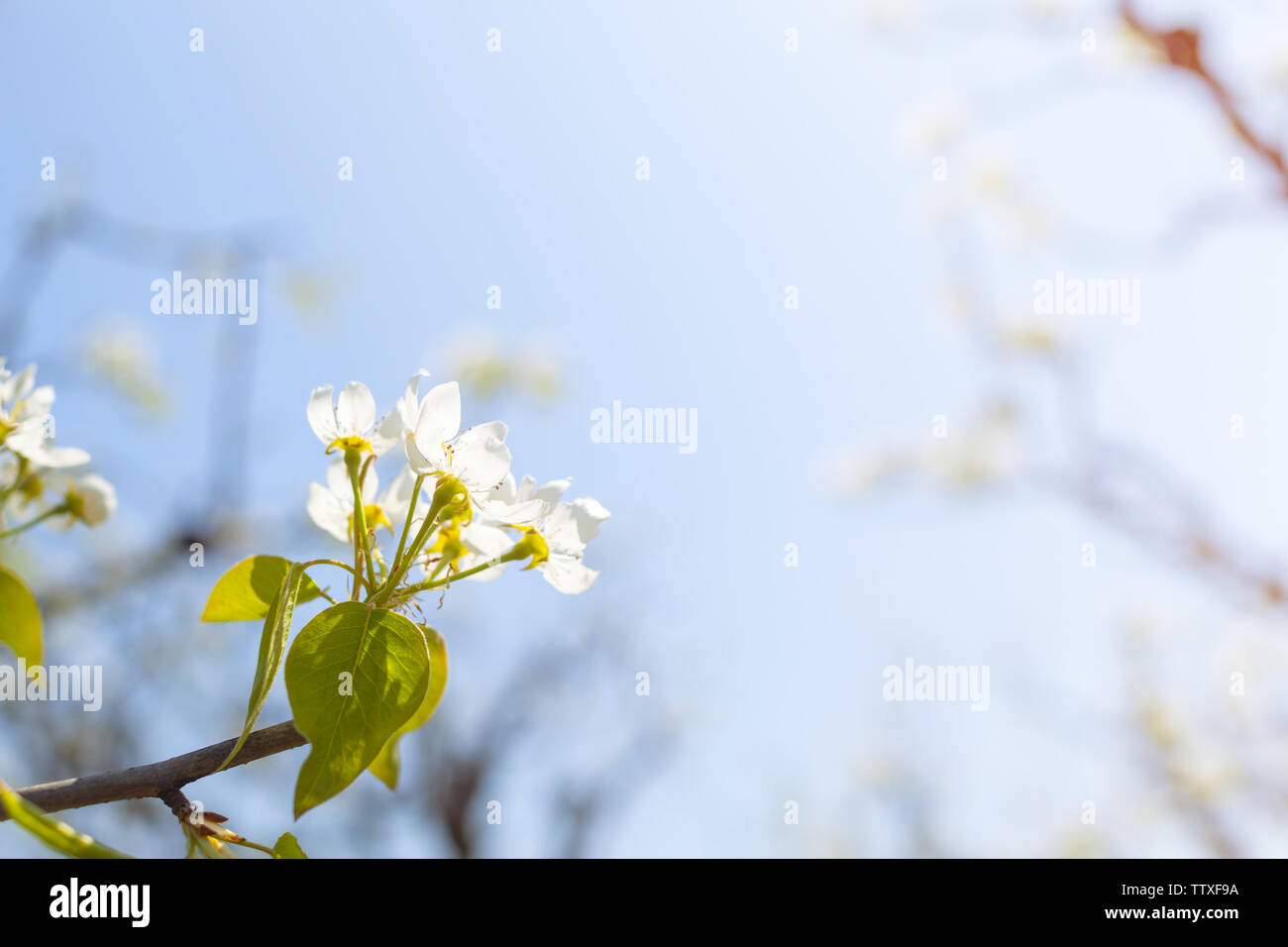 Cherry blossoms over blurred nature background Stock Photo - Alamy
