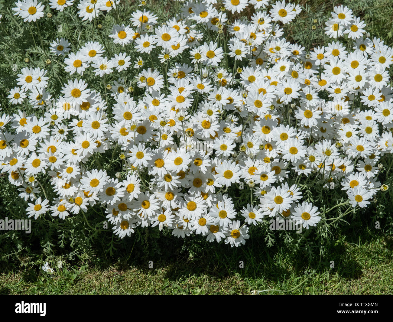 A large clump of white daisy flowered Anthemis cupaniana growing at the front of a border Stock Photo