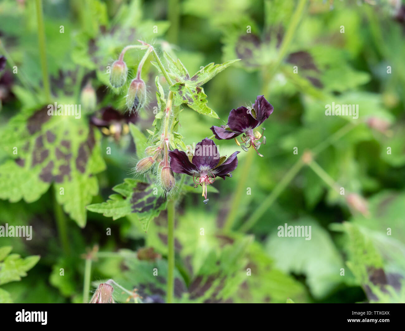 A close up of the chocolate coloured flowers of Geranium phaeum Samobor Stock Photo