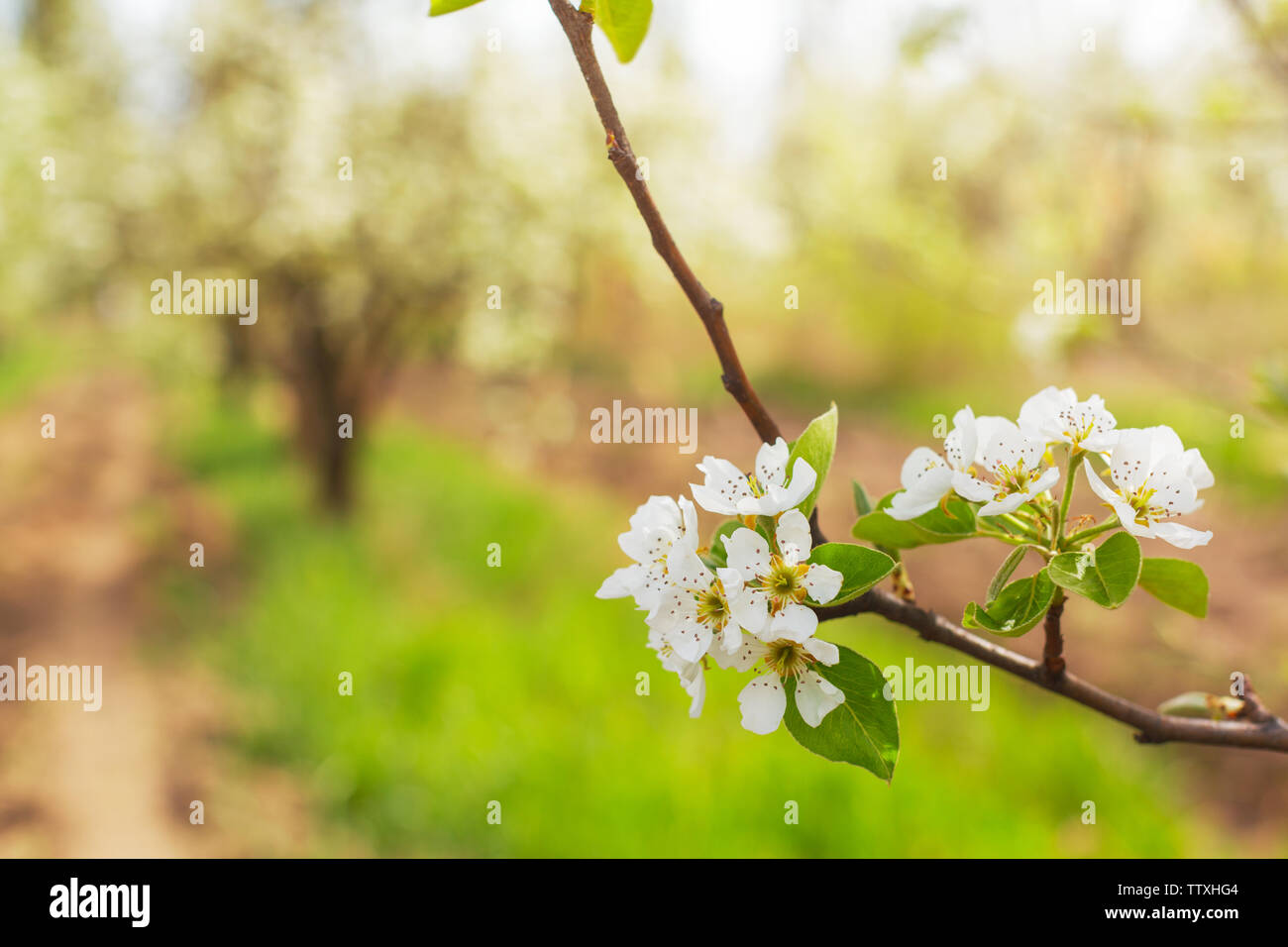 Cherry blossoms over blurred nature background Stock Photo - Alamy