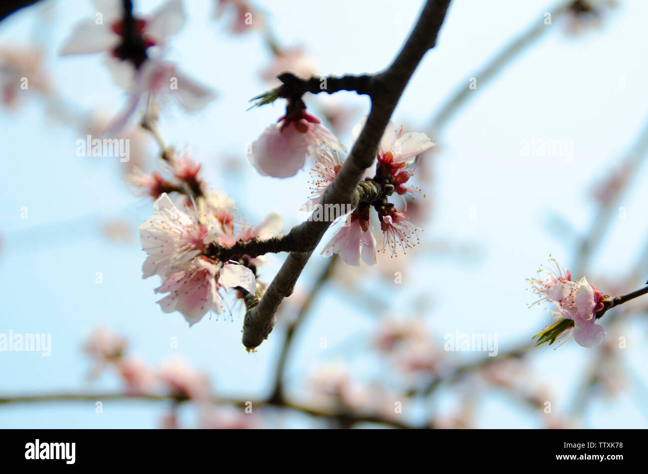 Spring peach blossom blooming background Stock Photo