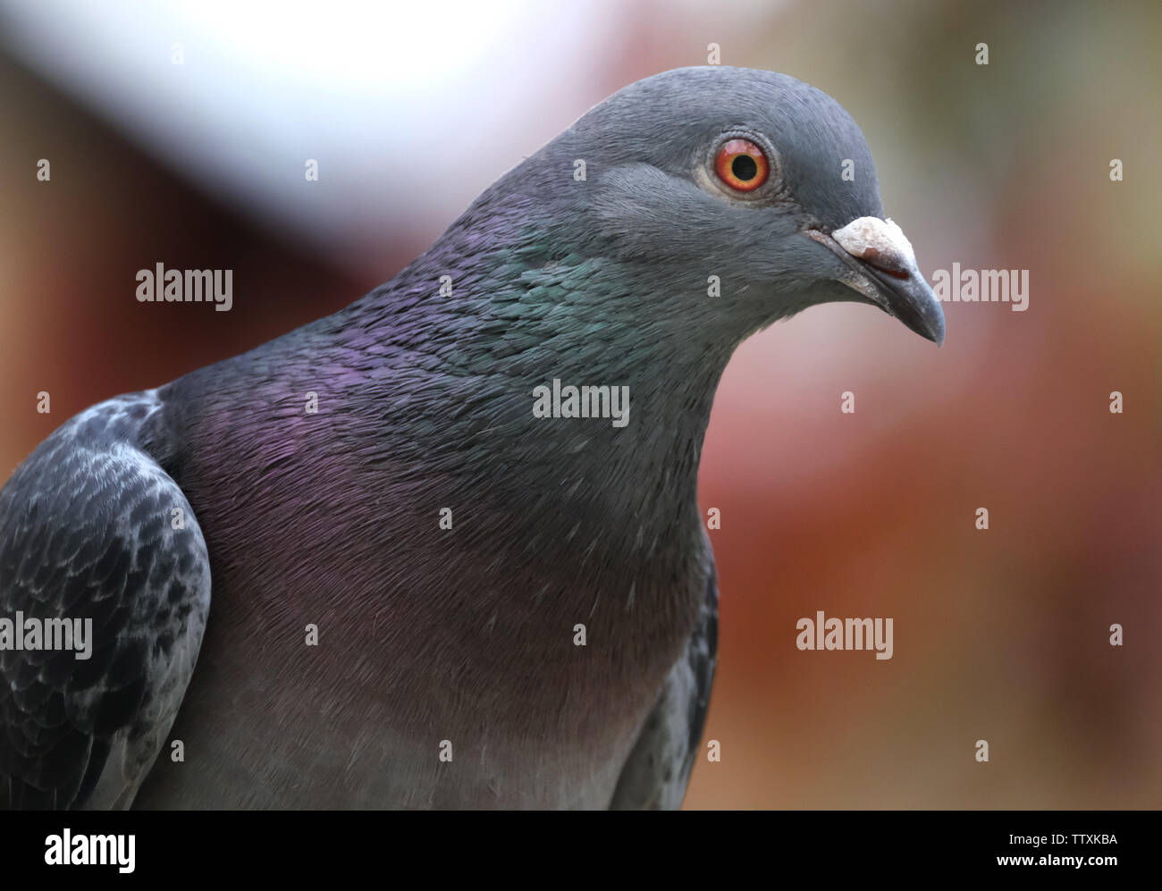 Portrait of feral pigeon in urban house garden. Stock Photo