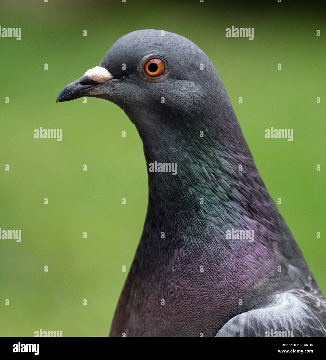 Portrait of feral pigeon in urban house garden. Stock Photo
