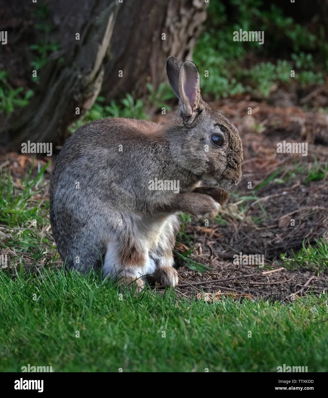 Wild rabbits on cut grass lawns feeding in caravan park Stock Photo Alamy