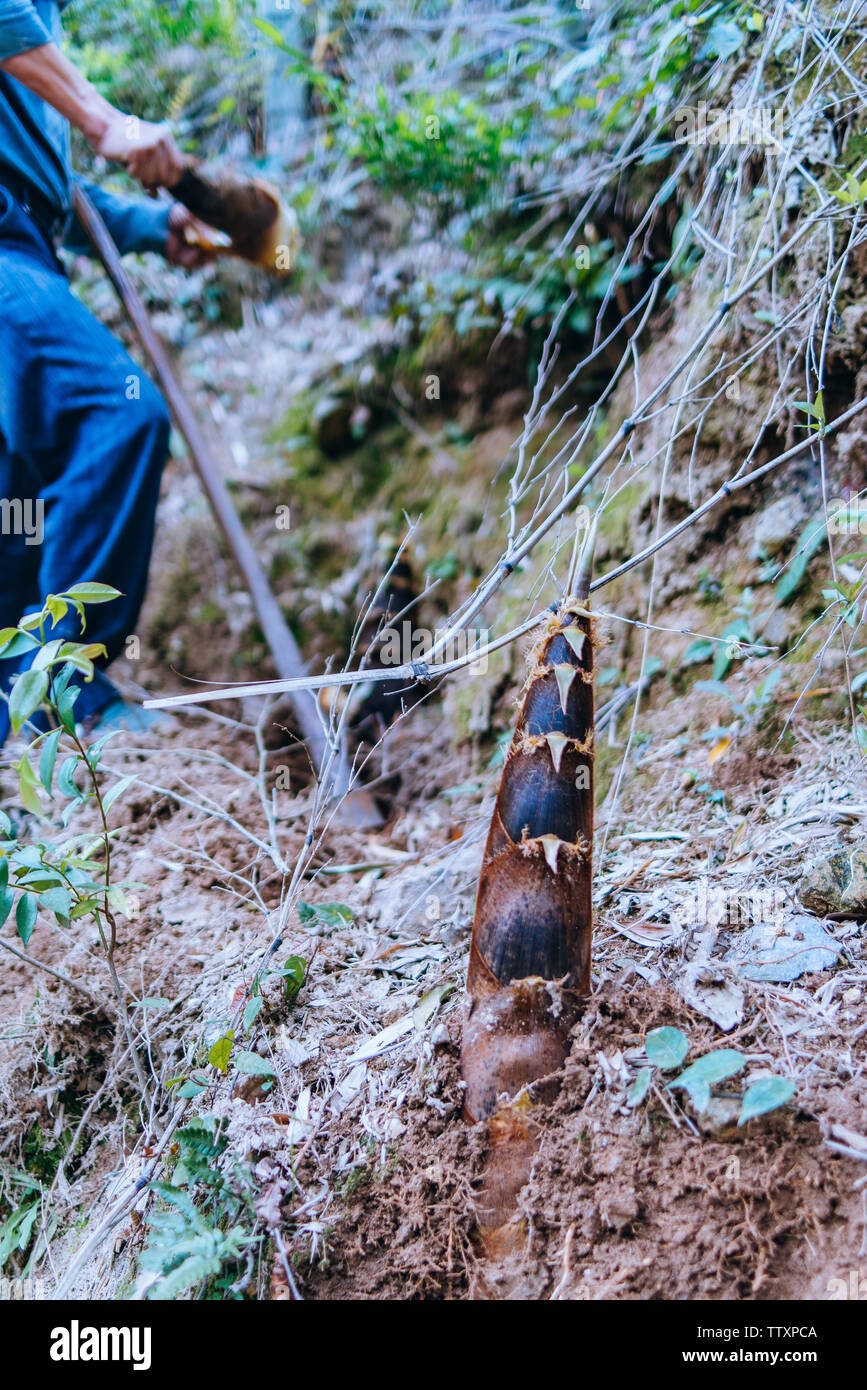 dig bamboo shoots Stock Photo - Alamy