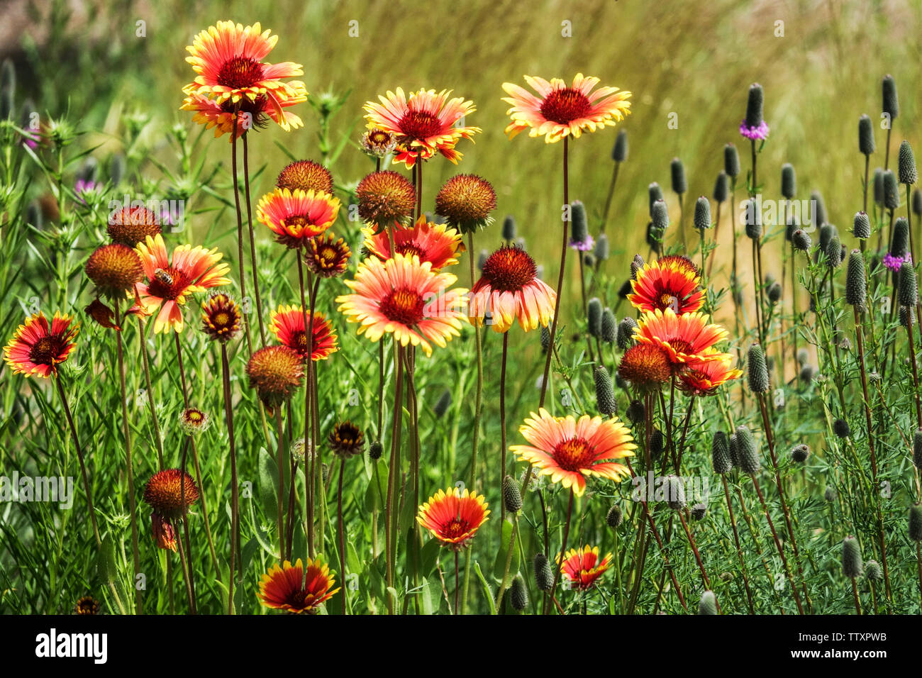Beautiful garden flowers, Gaillardia aristata, Blanket Flower Stock Photo