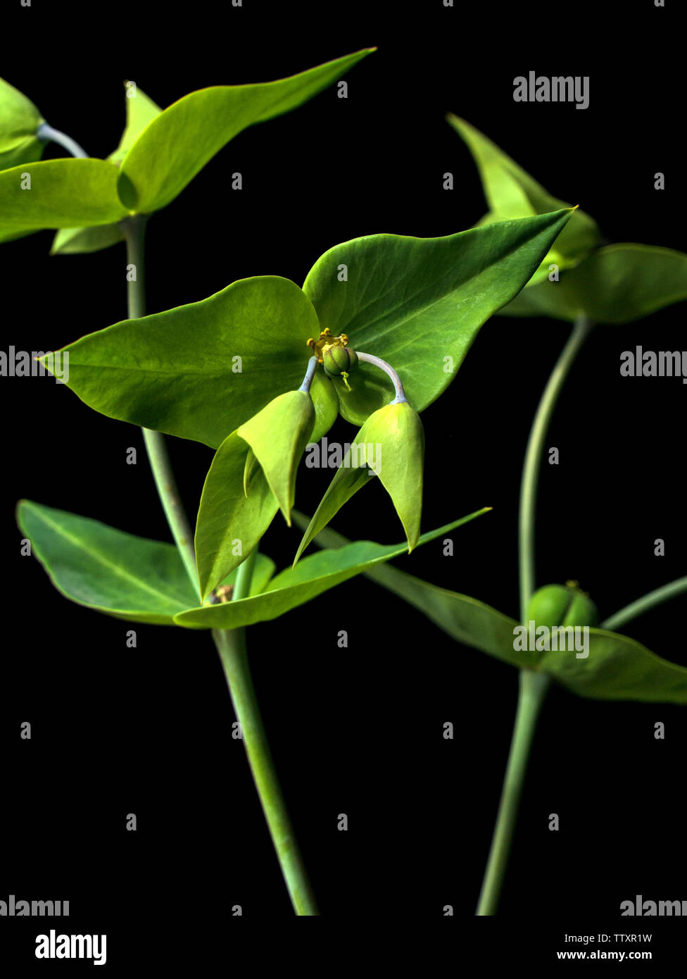 Closeup of Caper Spurge ( Euphorbia Lathyris) plant isolated against black background. Stock Photo