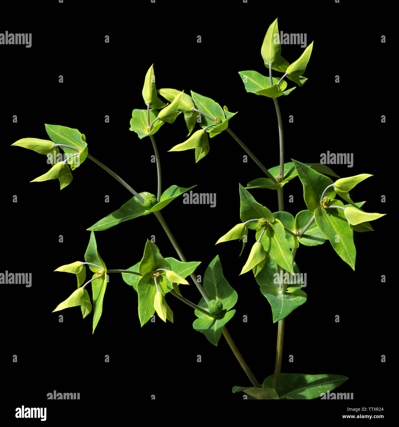 Green Caper Spurge ( Euphorbia Lathyris ) plant isolated against black background. Stock Photo
