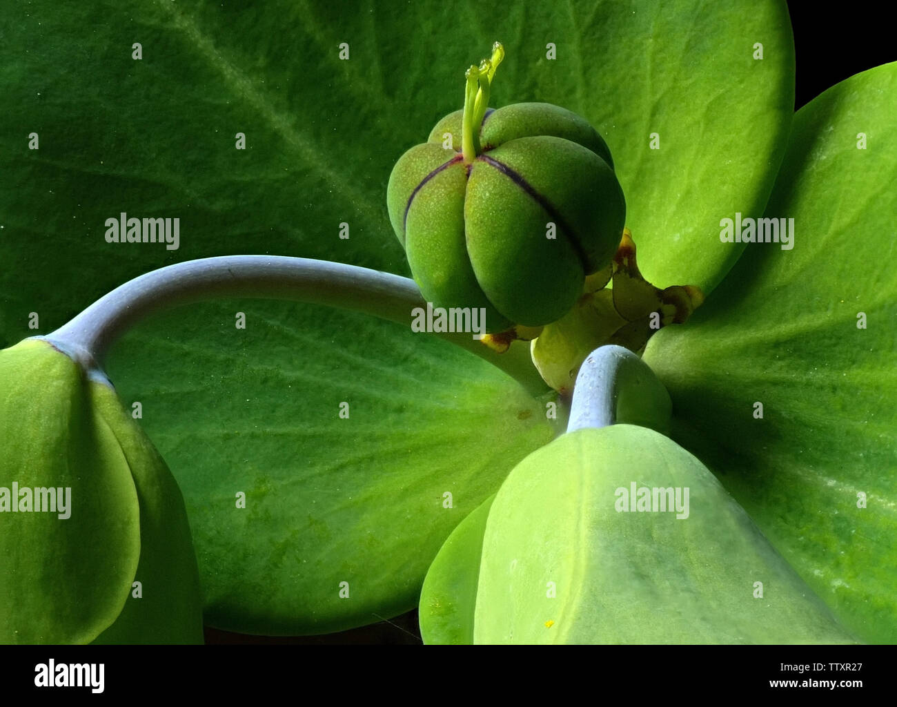 Closeup of seed pod of Caper Spurge ( Euphorbia Lathyris ) plant with black background. Stock Photo