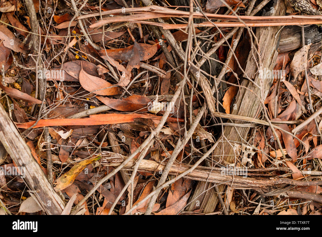 Close up image of the ground / floor of a forest with sticks, twigs, leaves of oranges, browns, greys and whites Stock Photo