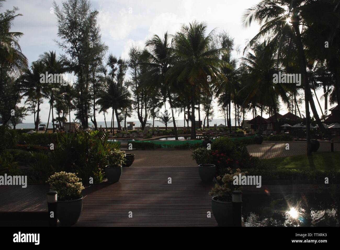 Trees in a tourist resort, Phuket, Thailand Stock Photo