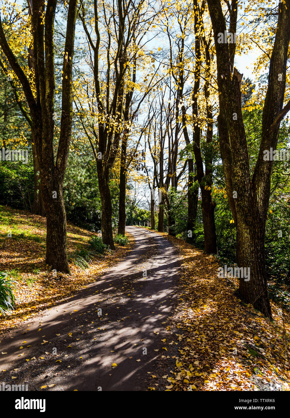 Path through a large garden lined with Autumn (fall) trees, with shadows on the path, and yellow leaves on the trees and ground Stock Photo
