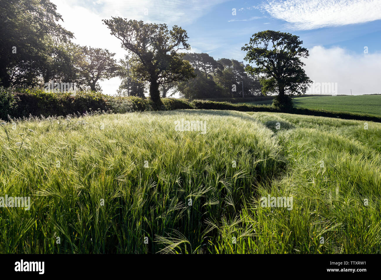 Farm, Devon, Agricultural Field, Agriculture, Animal, Blue, Cloud - Sky, Crop - Plant, England, Food, Grass, Grazing, Green Color, Stock Photo
