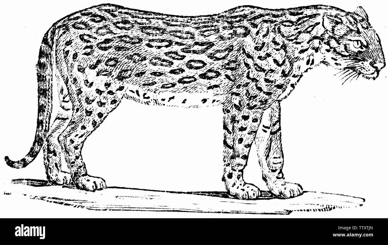 Wood cut engraved illustration, taken from 'Thomas Bewick 'A General History of Quadrupeds'. Stock Photo