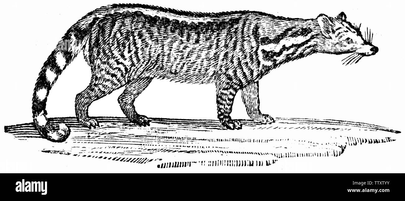 Wood cut engraved illustration, taken from 'Thomas Bewick 'A General History of Quadrupeds'. Stock Photo