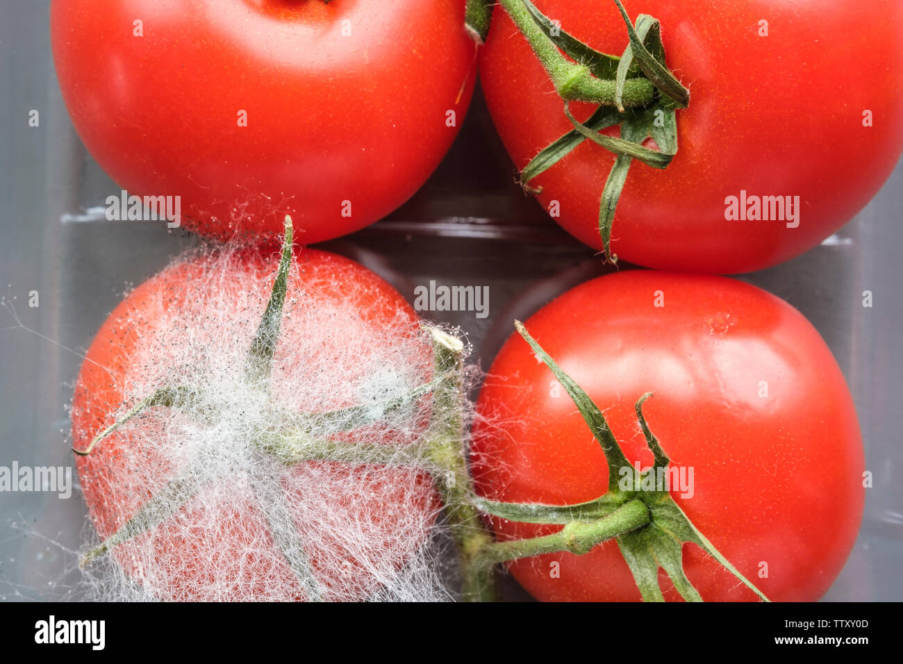 Download Tomatoes In A Plastic Tray From A Supermarket With One Growing Fungus Which Would Infect The Others If Not Separated Stock Photo Alamy PSD Mockup Templates