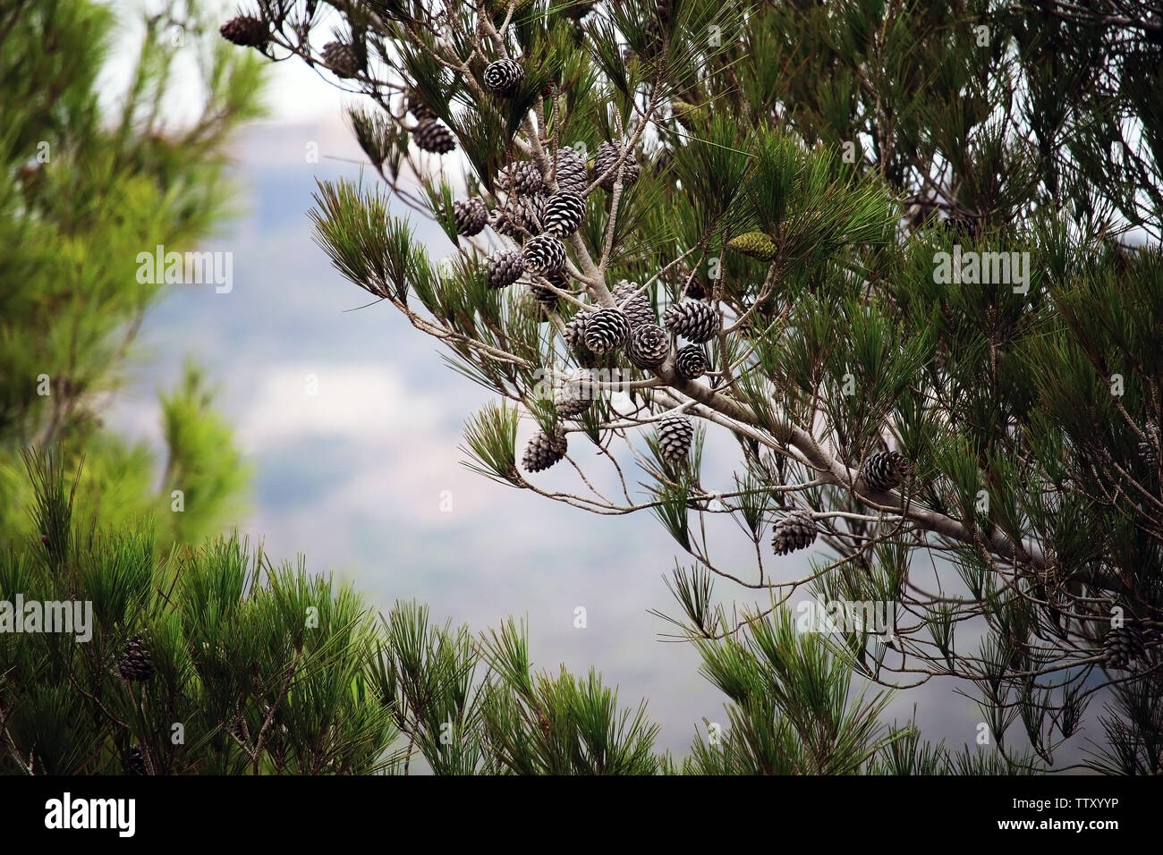 Long Needles High Resolution Stock Photography and Images - Alamy