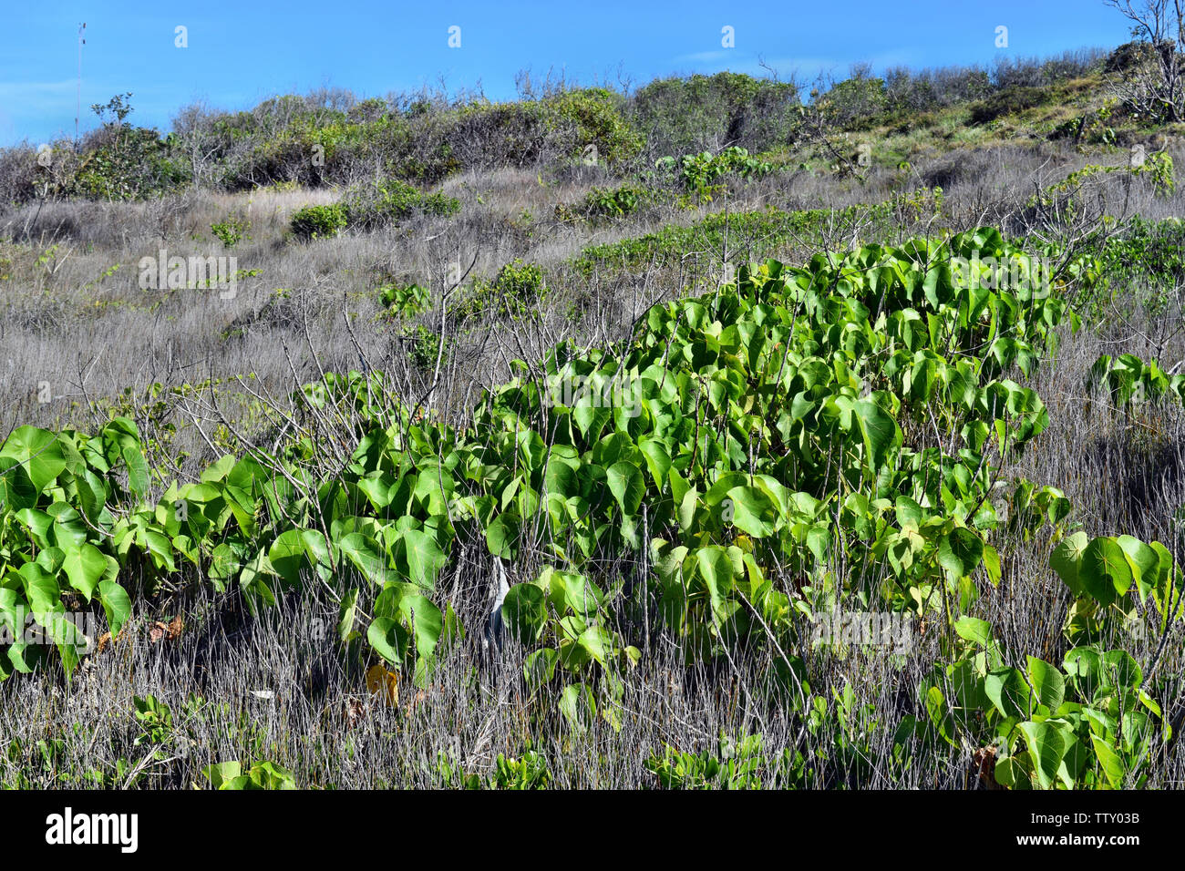 Tropical plant macaranga tanarius at Noosa National Park, Queensland Australia Stock Photo