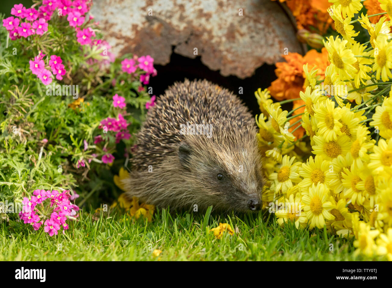 Hedgehog, (Scientific name: Erinaceus Europaeus) wild, native, European hedgehog in natural garden habitat with colourful summer flowers.  Horizontal Stock Photo