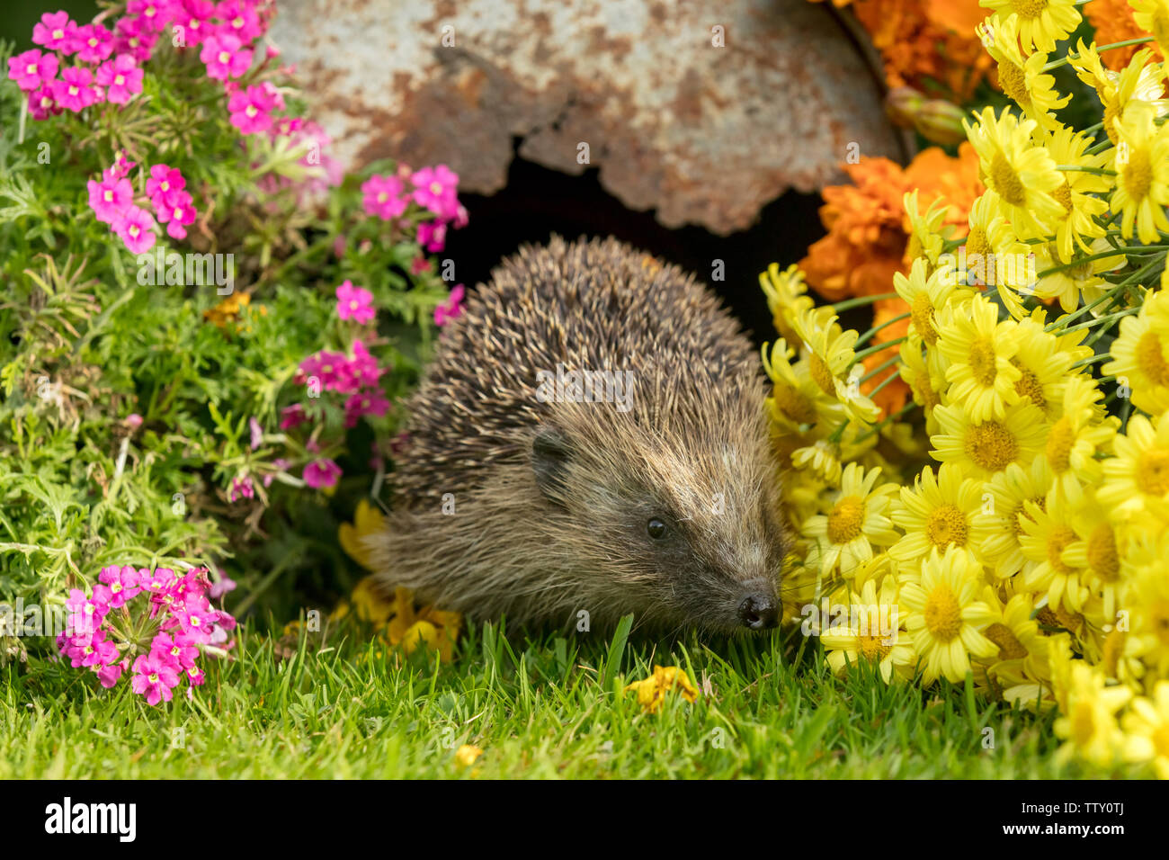 Hedgehog Scientific Name Erinaceus Europaeus Wild Native European Hedgehog Scientific Name Erinaceus Europaeus Wild Native European