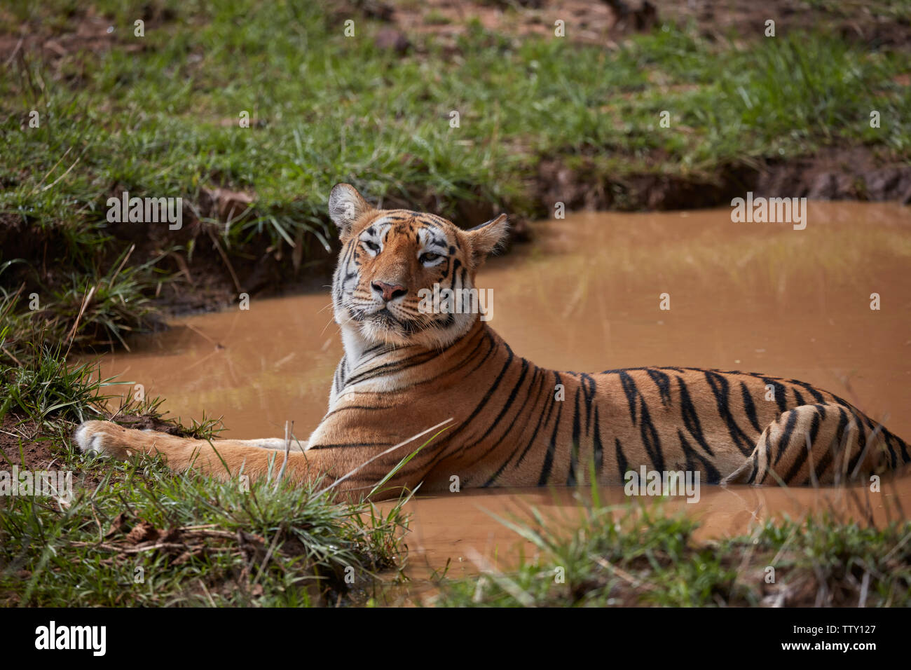 Bengal Tigress Maya at Tadoba forest, India. Stock Photo