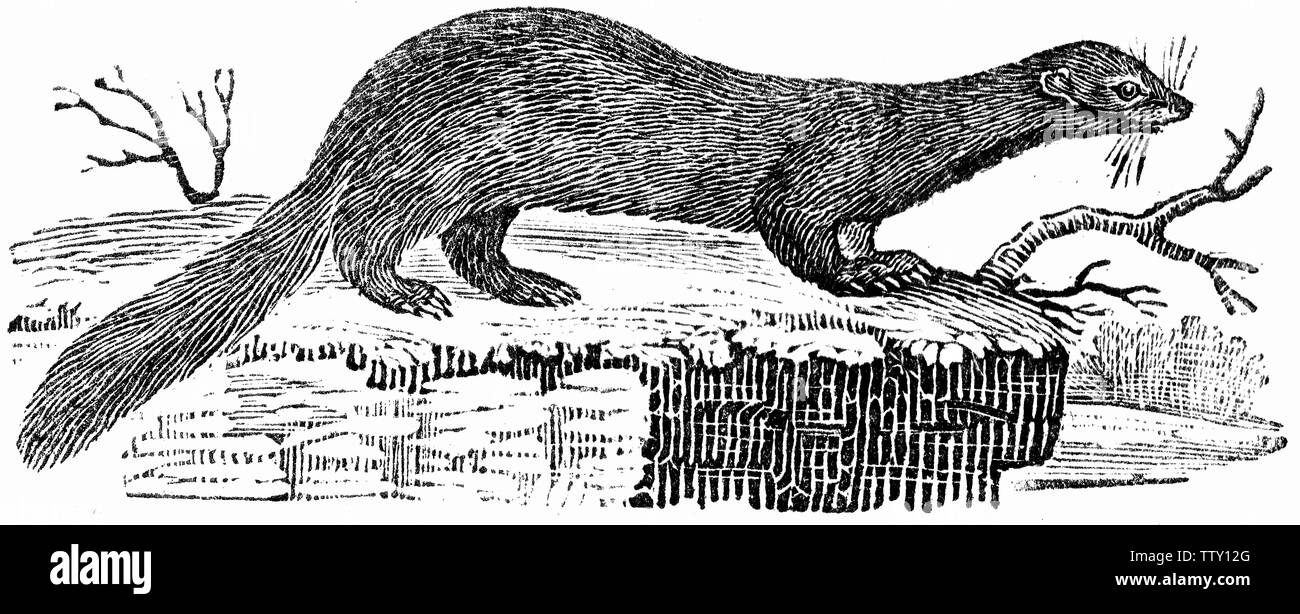 Wood cut engraved illustration, taken from 'Thomas Bewick 'A General History of Quadrupeds'. Stock Photo