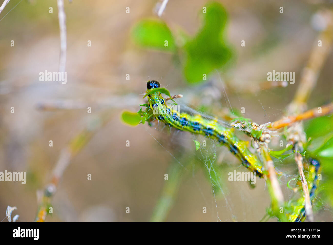 Box tree moth hi-res stock photography and images - Alamy