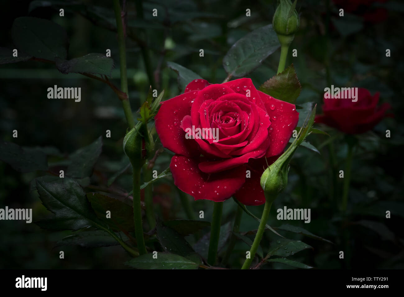 Miniature climbing rose hi-res stock photography and images - Alamy