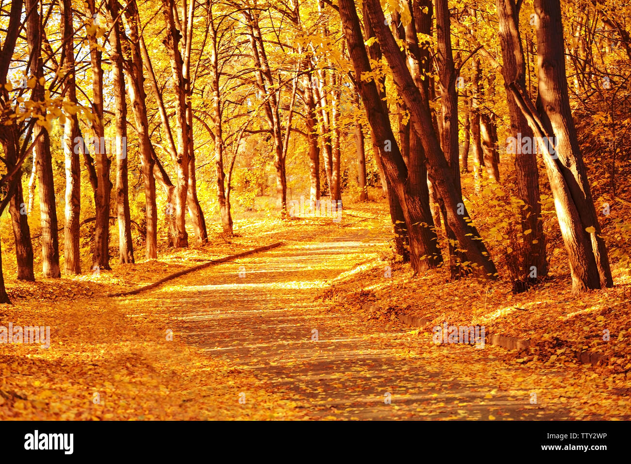 Beautiful Autumn Park Background Stock Photo Alamy