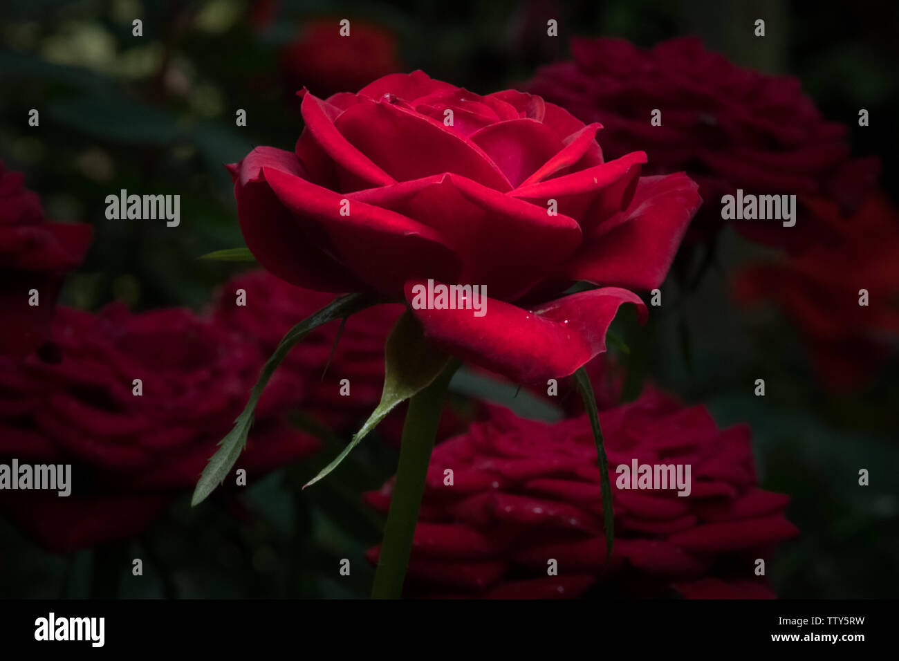 Miniature rose garden hi-res stock photography and images - Alamy