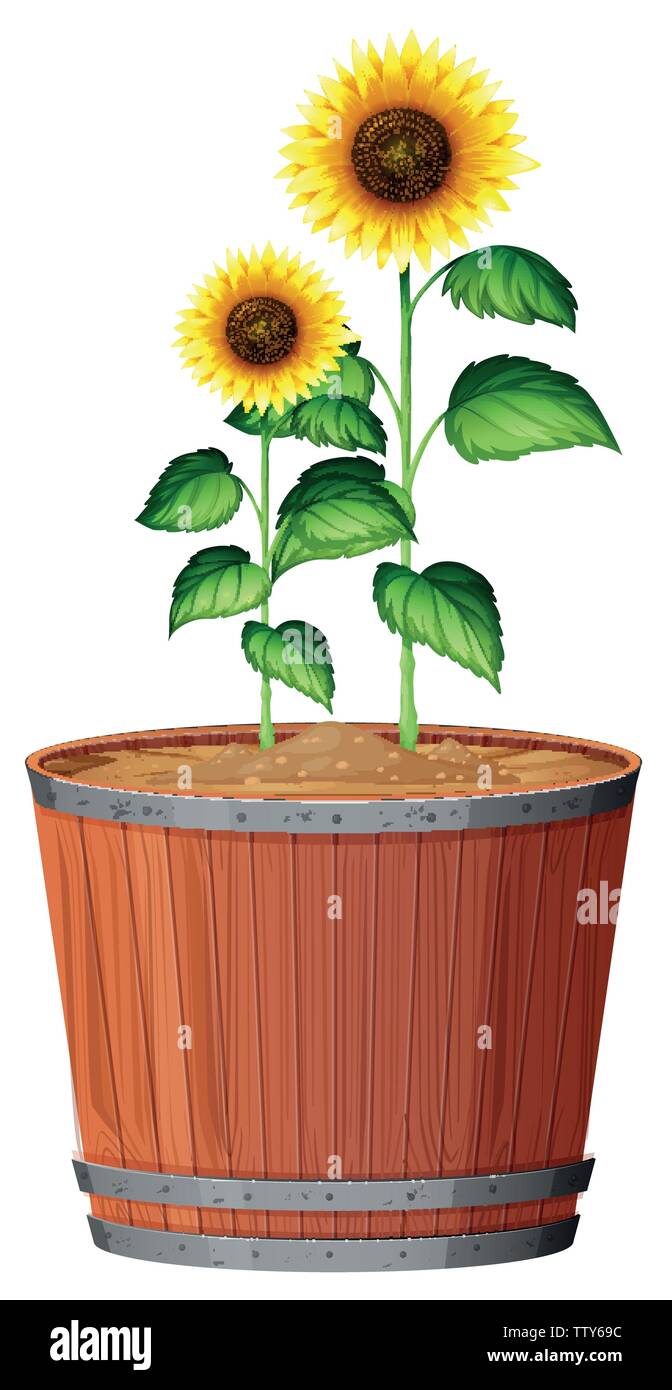 Isolated sunflower in pot illustration Stock Vector Image & Art Alamy