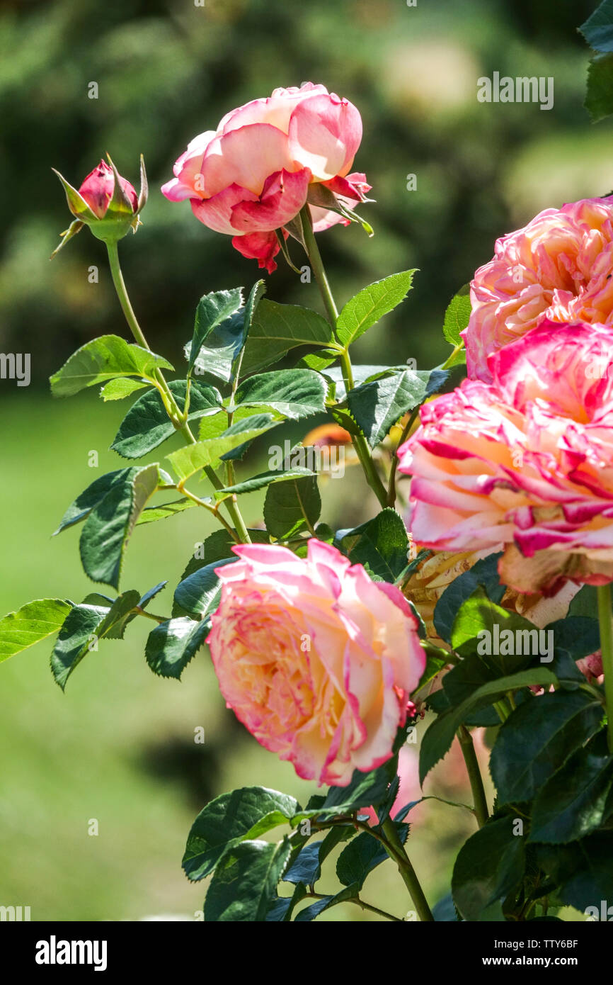 Kordes Rose High Resolution Stock Photography and Images - Alamy
