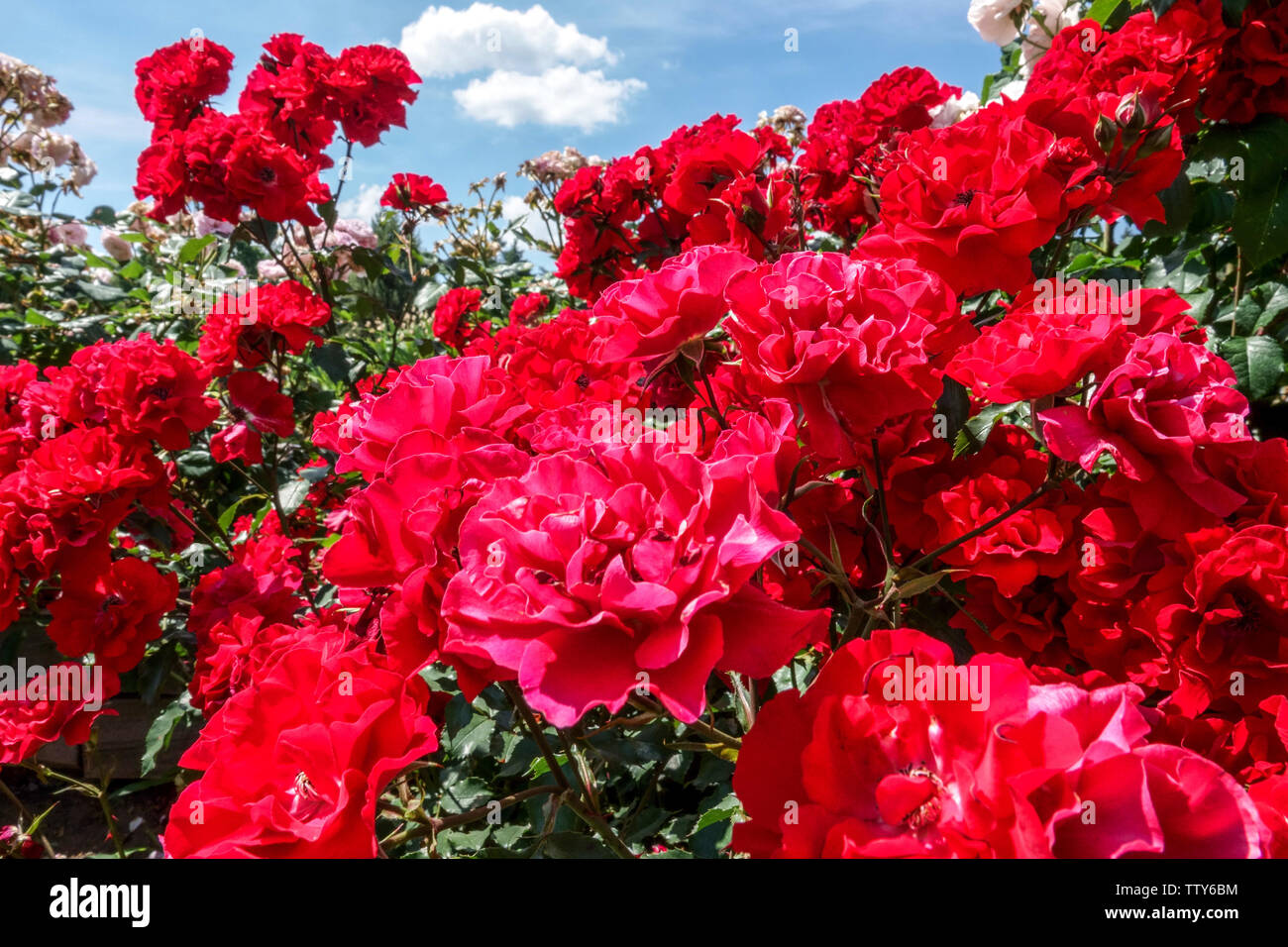 Rosa'Roter Korsar' Red Rose bush Stock Photo
