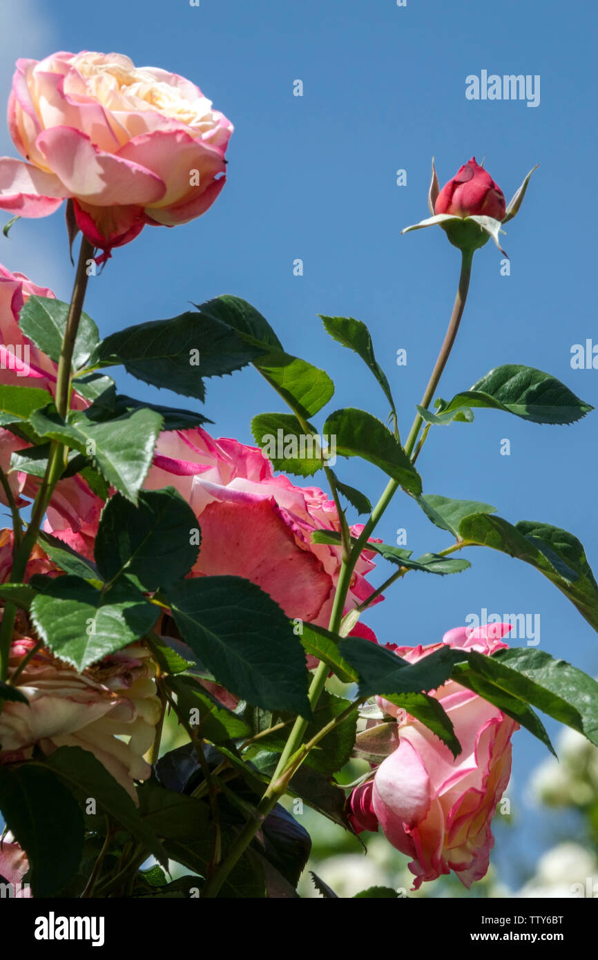 Rosa 'Kordes Jubilee' Pink Rose Stock Photo