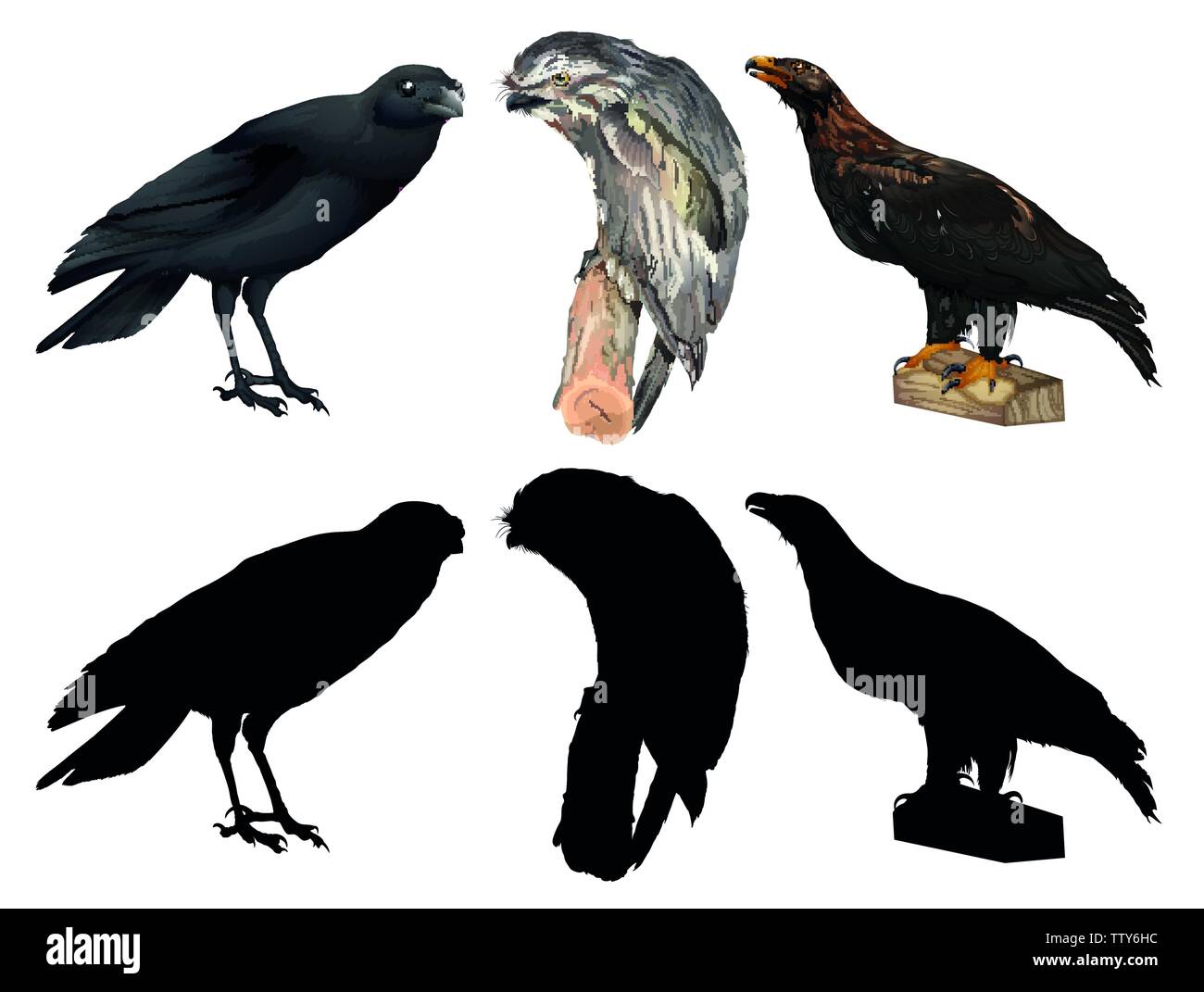 Set of different birds illustration Stock Vector Image & Art - Alamy