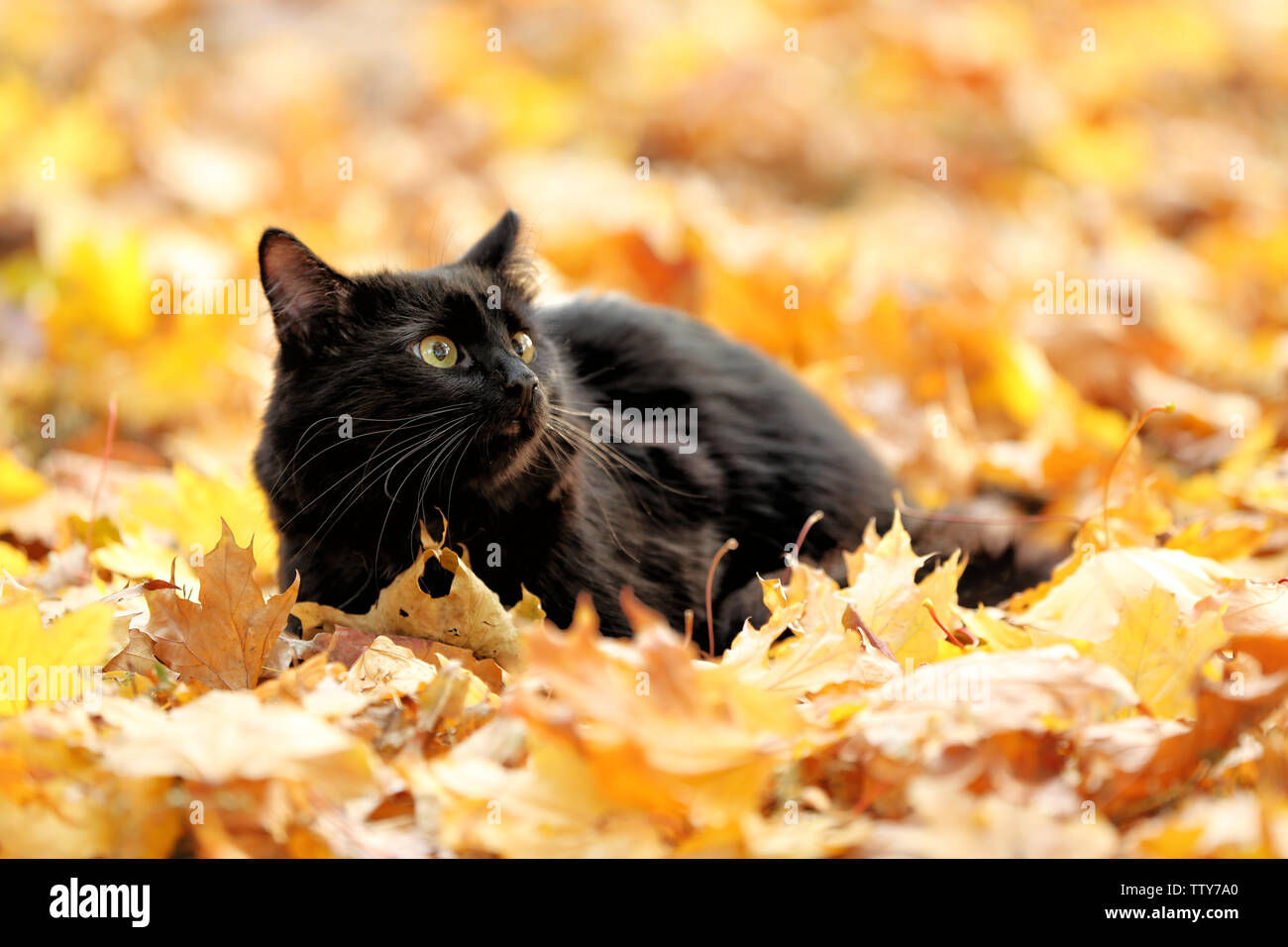 Cute black cat on leaves in autumn park Stock Photo - Alamy