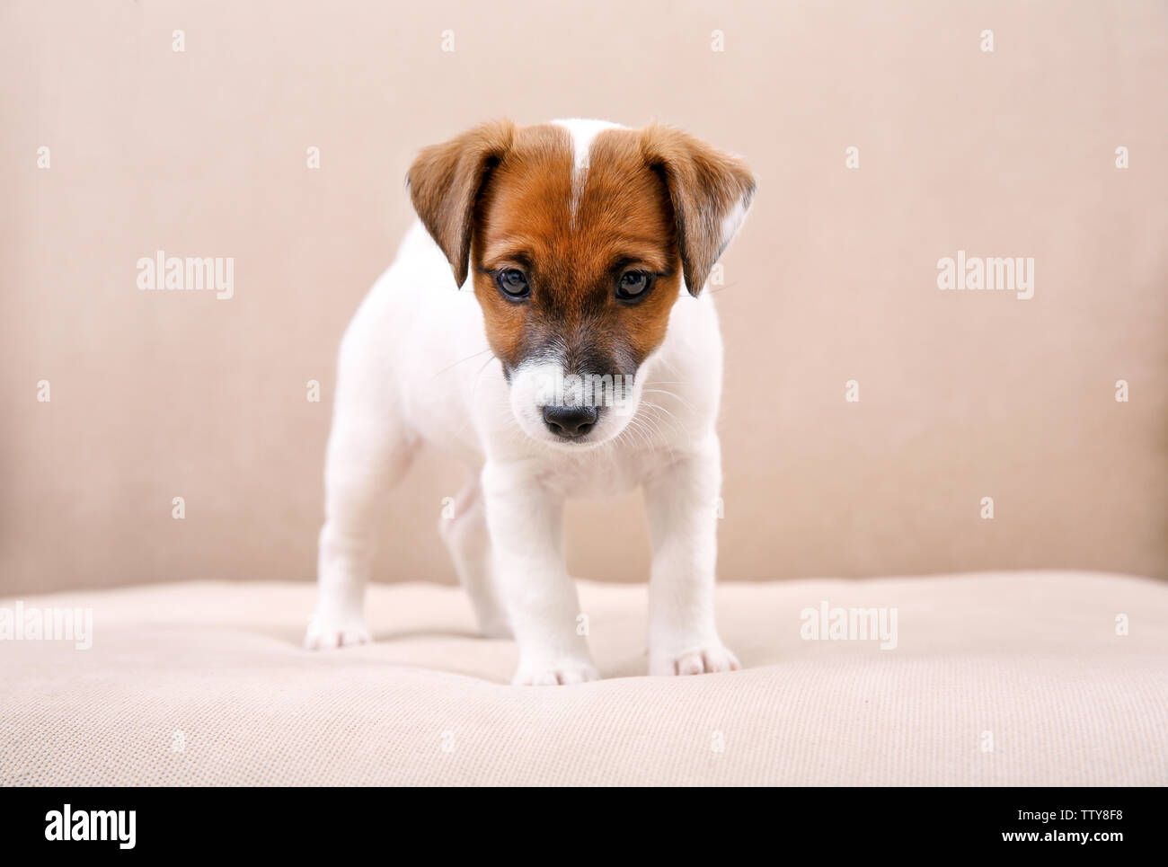 Cute little puppy on sofa at home Stock Photo - Alamy
