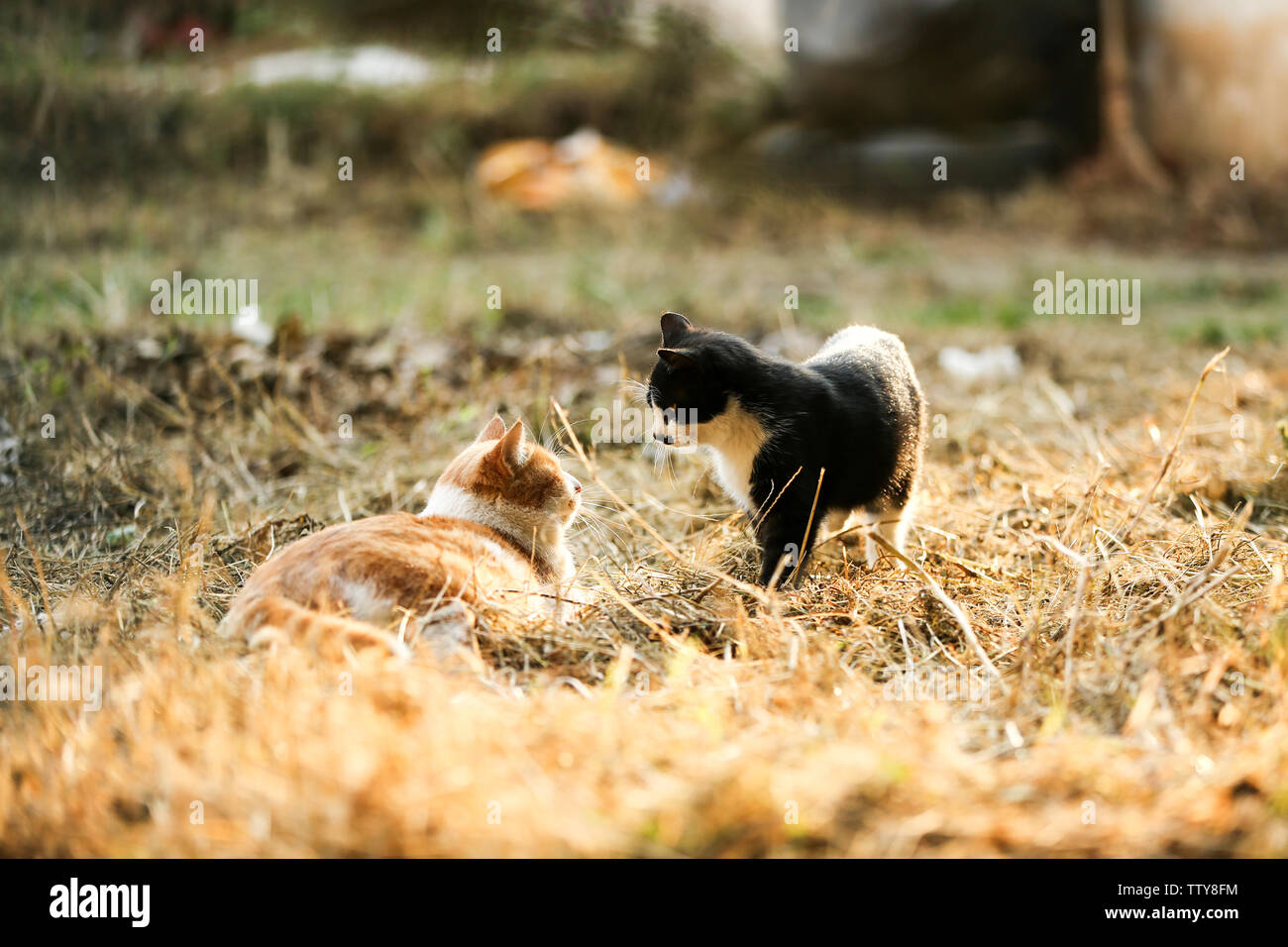 Two cats sunset hi-res stock photography and images - Alamy