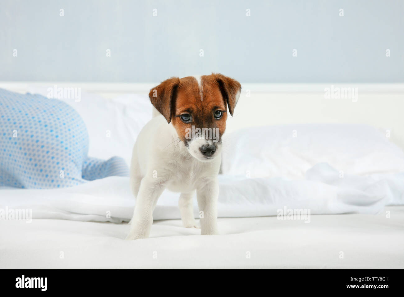 Cute little puppy on bed at home Stock Photo - Alamy