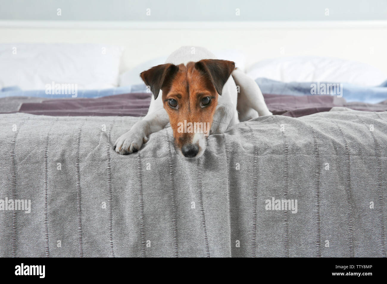 Cute funny dog lying on bed at home Stock Photo - Alamy