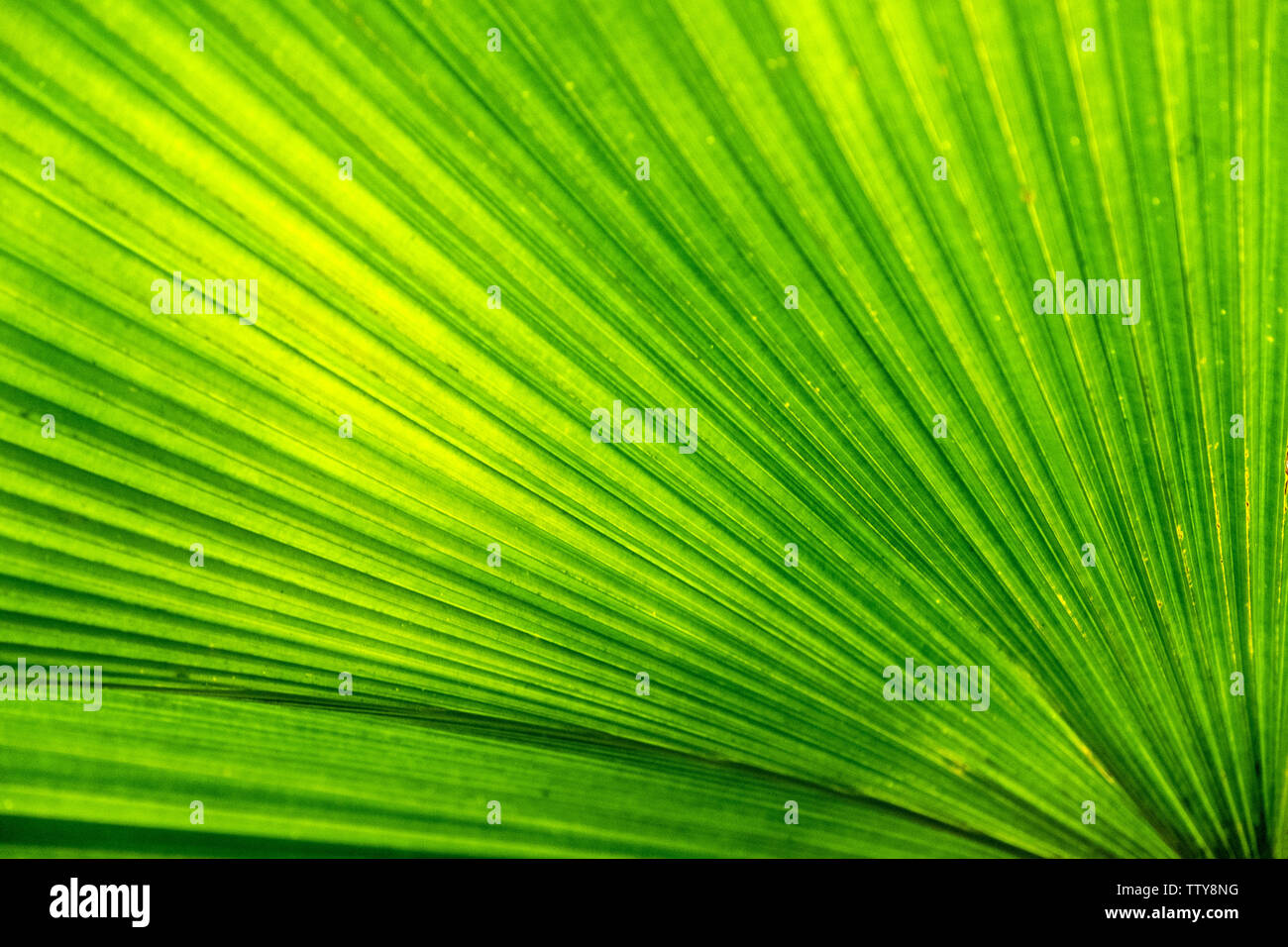 Close up beautiful palm tree hi-res stock photography and images - Alamy