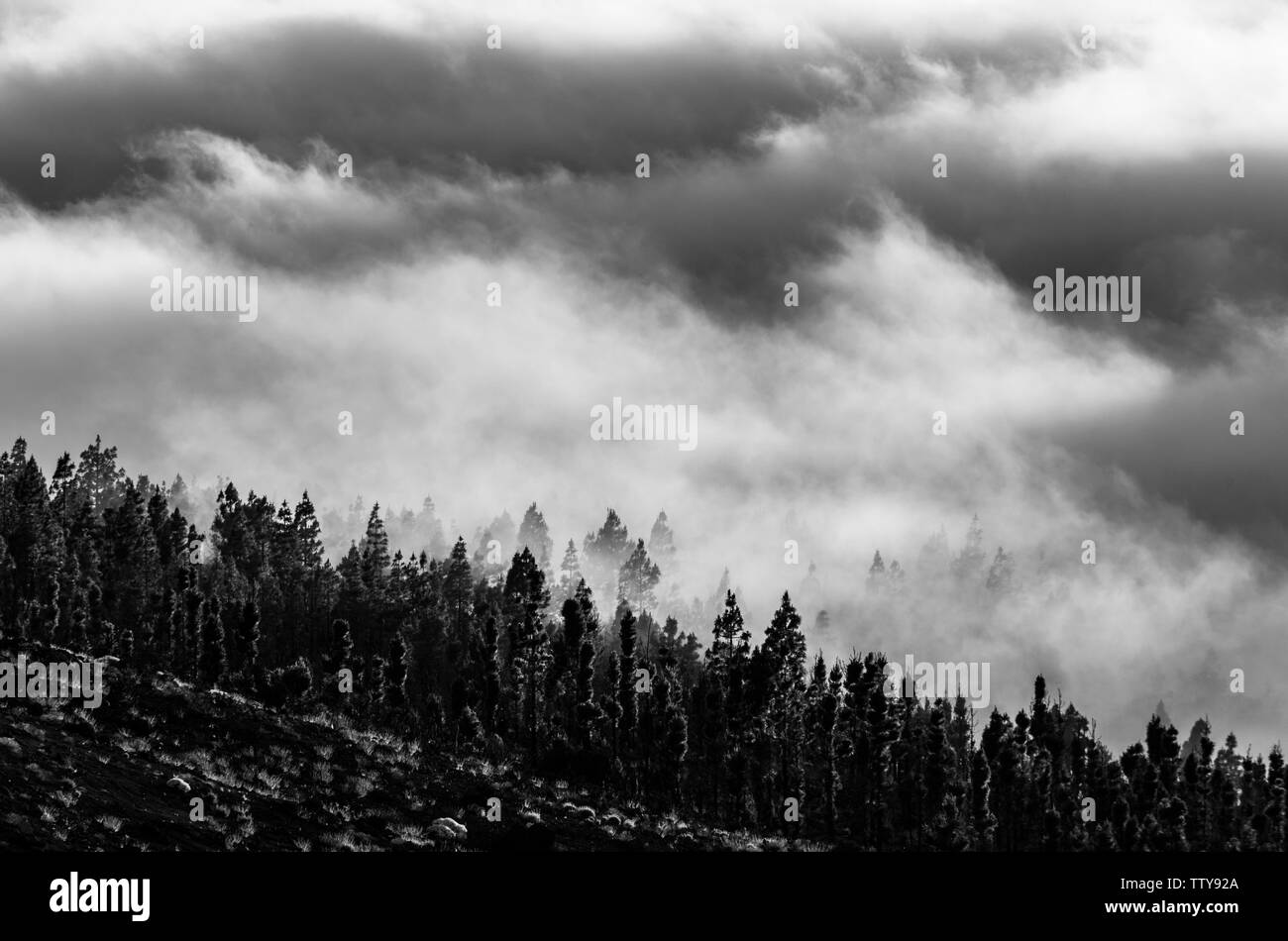 Teide National Park, Tenerife island, Canary islands, Spain, Europe Stock Photo