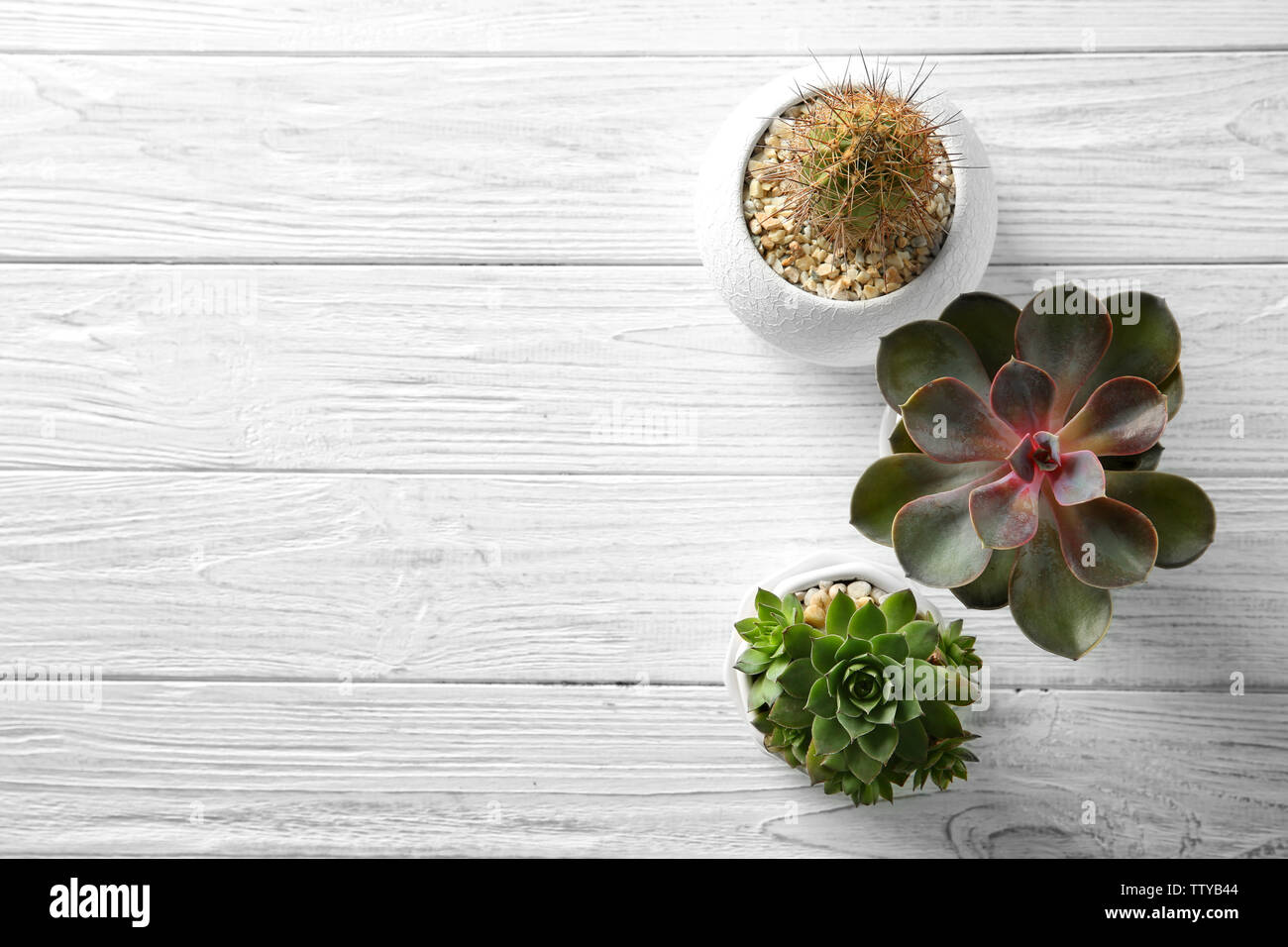 Succulents on wooden background Stock Photo