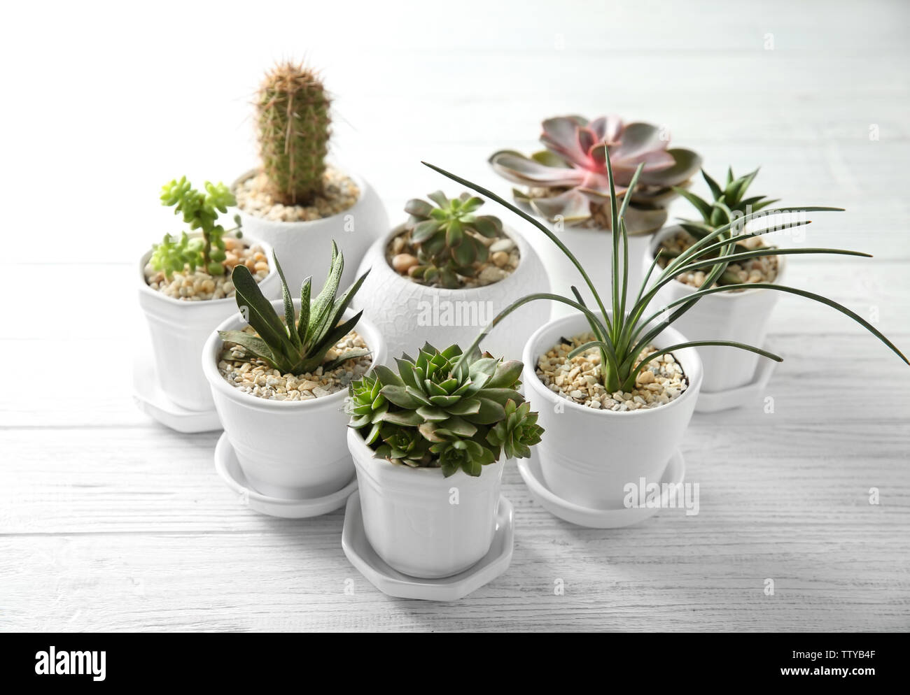 Succulents on wooden background Stock Photo