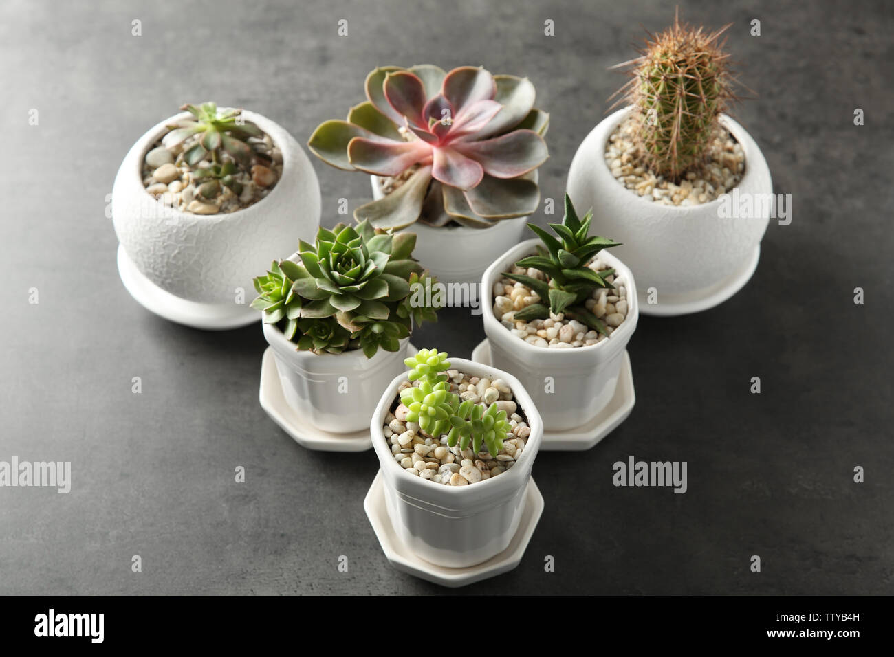 Succulents on grey background Stock Photo