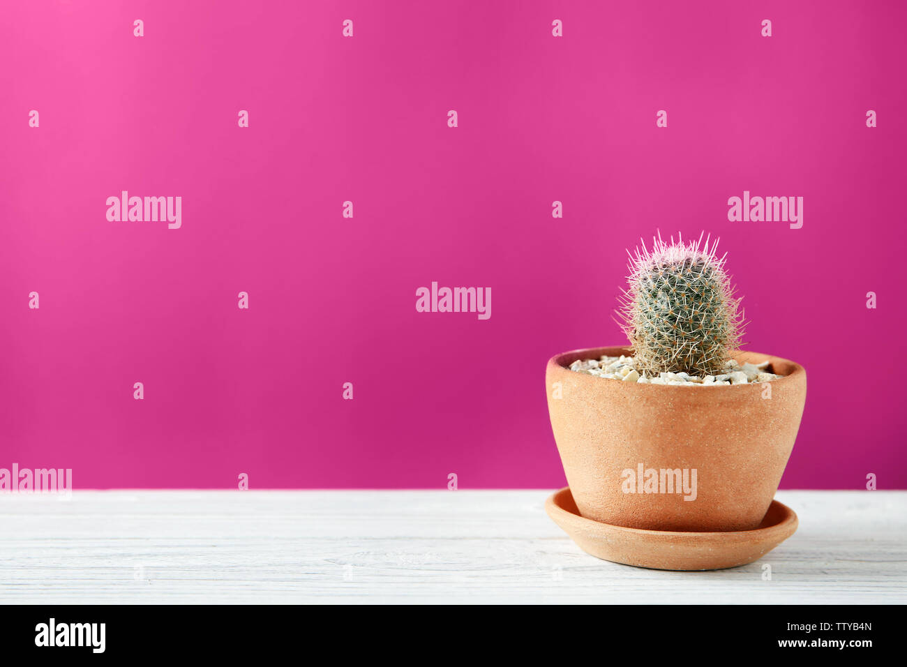 Pot with succulent on color background Stock Photo